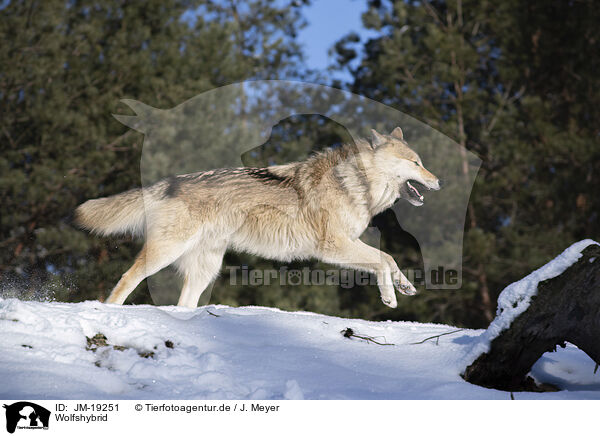Wolfshybrid / JM-19251