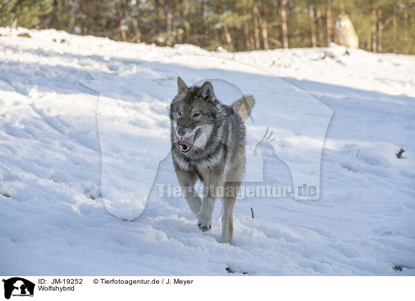 Wolfshybrid / wolf hybrid / JM-19252