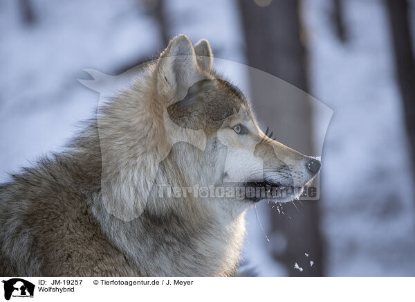Wolfshybrid / JM-19257