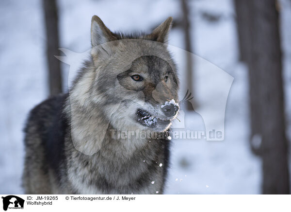 Wolfshybrid / JM-19265