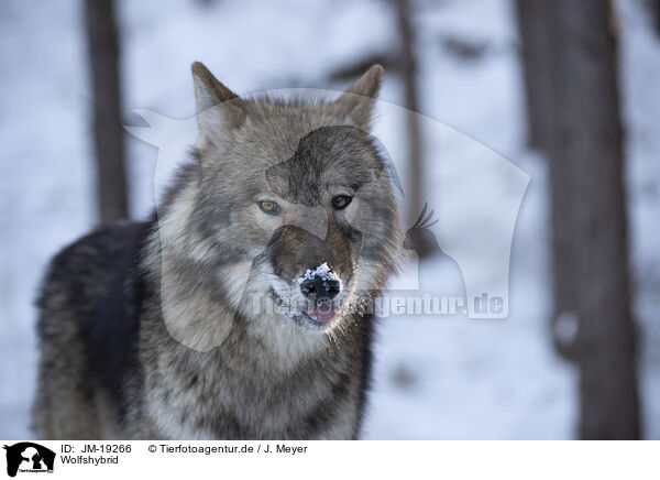 Wolfshybrid / JM-19266