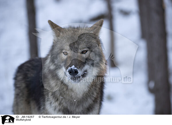 Wolfshybrid / JM-19267