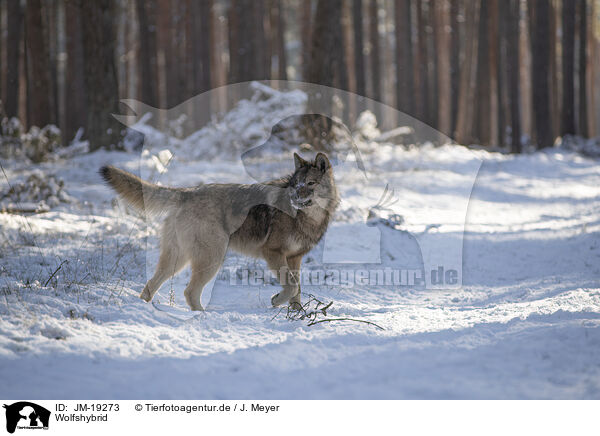 Wolfshybrid / wolf hybrid / JM-19273