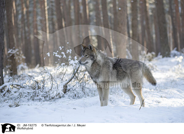 Wolfshybrid / wolf hybrid / JM-19275