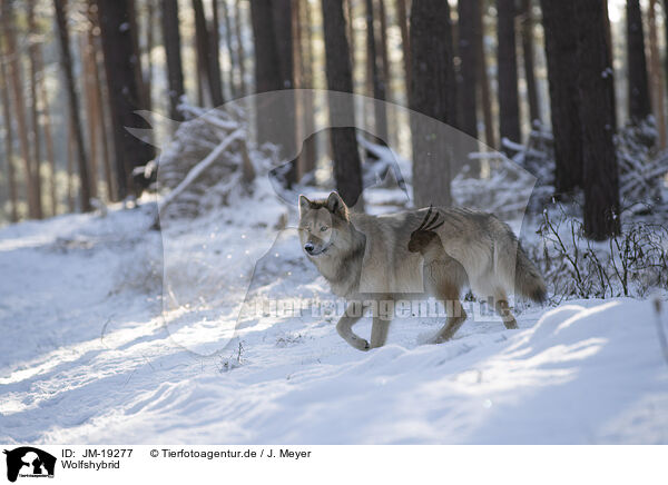 Wolfshybrid / wolf hybrid / JM-19277