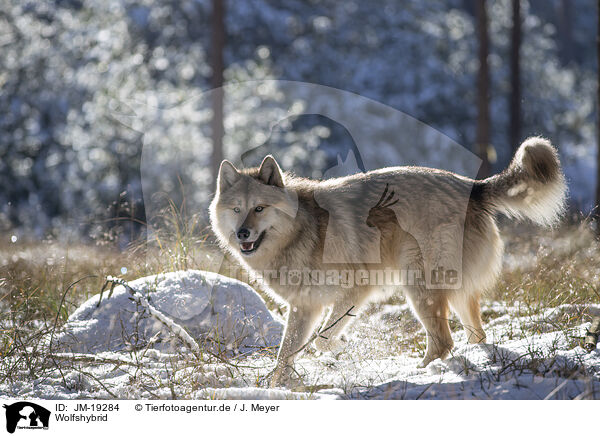 Wolfshybrid / wolf hybrid / JM-19284