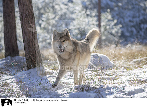 Wolfshybrid / wolf hybrid / JM-19288