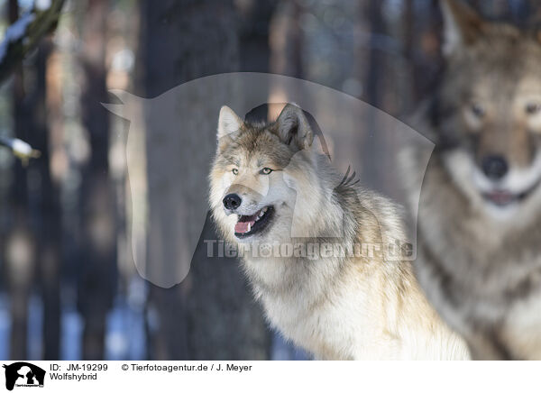 Wolfshybrid / wolf hybrid / JM-19299
