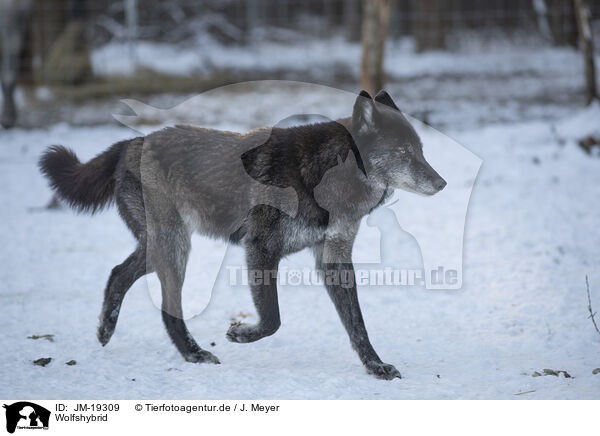 Wolfshybrid / wolf hybrid / JM-19309