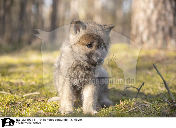 Wolfshybrid Welpe / wolf hybrid cub / JM-19311