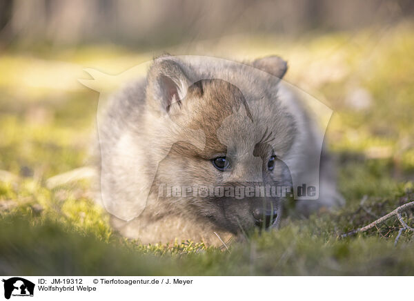 Wolfshybrid Welpe / wolf hybrid cub / JM-19312