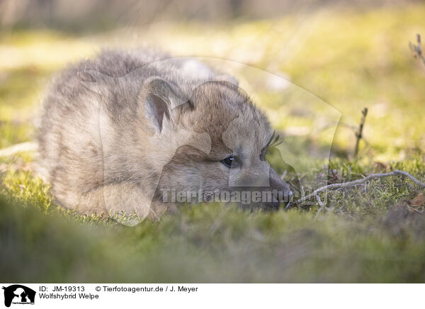 Wolfshybrid Welpe / wolf hybrid cub / JM-19313