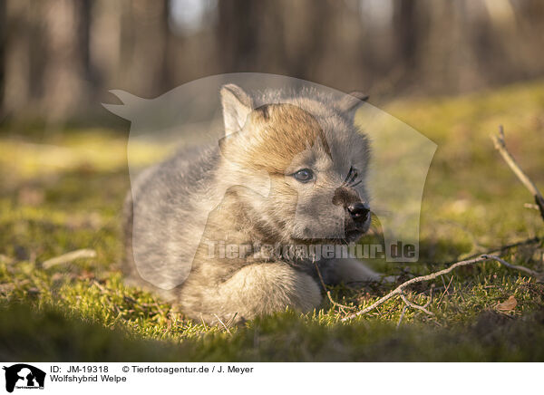 Wolfshybrid Welpe / wolf hybrid cub / JM-19318