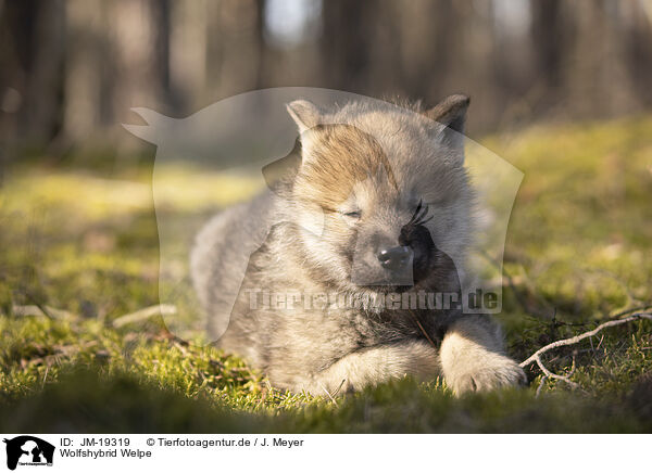 Wolfshybrid Welpe / wolf hybrid cub / JM-19319