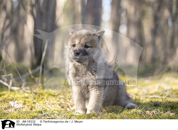 Wolfshybrid Welpe / wolf hybrid cub / JM-19332