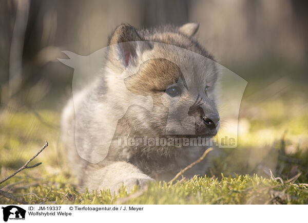 Wolfshybrid Welpe / wolf hybrid cub / JM-19337