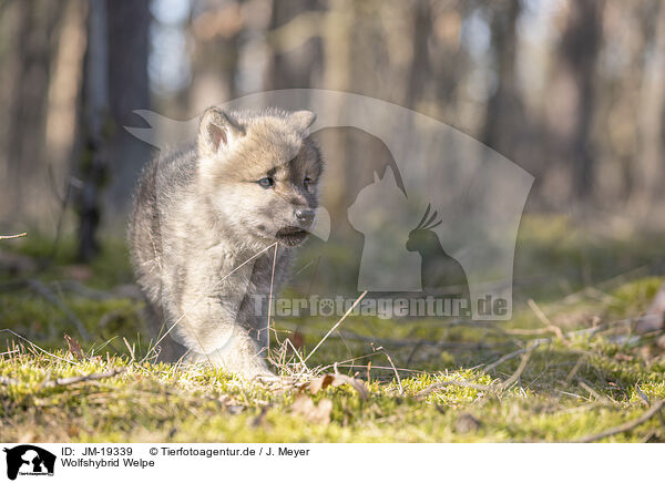 Wolfshybrid Welpe / wolf hybrid cub / JM-19339