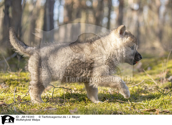 Wolfshybrid Welpe / wolf hybrid cub / JM-19340