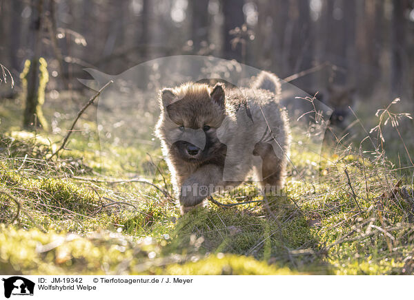 Wolfshybrid Welpe / wolf hybrid cub / JM-19342