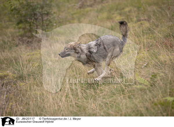 Eurasischer Grauwolf Hybrid / JM-20117