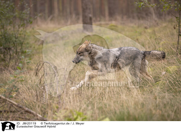 Eurasischer Grauwolf Hybrid / JM-20119