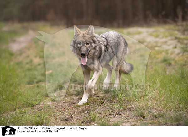 Eurasischer Grauwolf Hybrid / JM-20122
