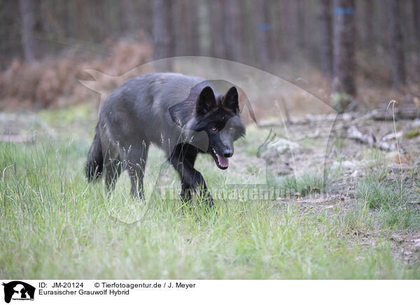 Eurasischer Grauwolf Hybrid / JM-20124