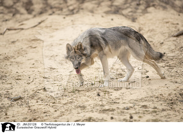 Eurasischer Grauwolf Hybrid / JM-20128