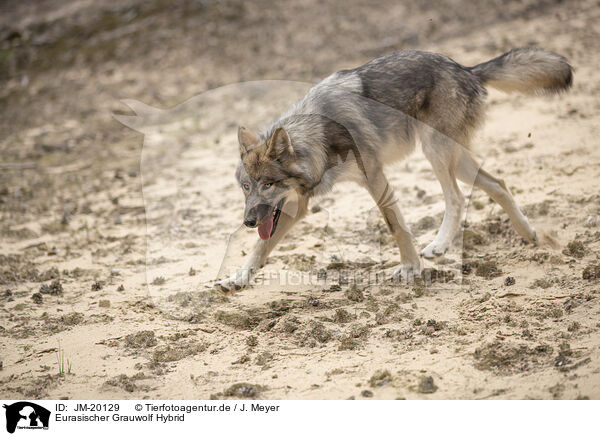 Eurasischer Grauwolf Hybrid / eurasian greywolf hybrid / JM-20129