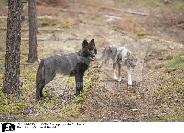 Eurasische Grauwolf Hybriden / JM-20131