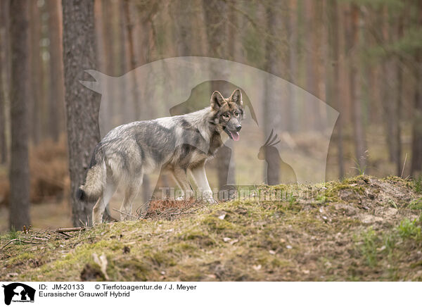 Eurasischer Grauwolf Hybrid / JM-20133