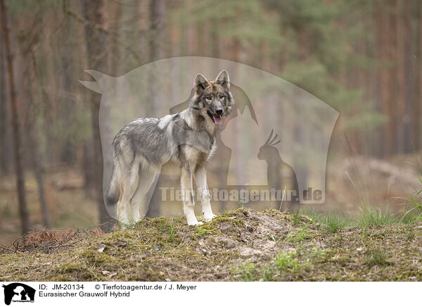 Eurasischer Grauwolf Hybrid / JM-20134