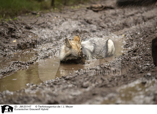 Eurasischer Grauwolf Hybrid / JM-20147