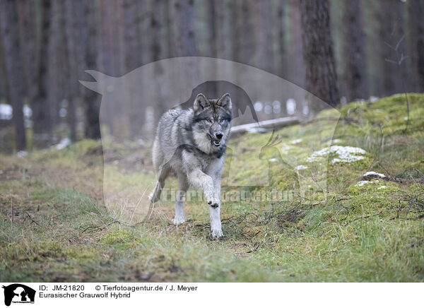 Eurasischer Grauwolf Hybrid / JM-21820