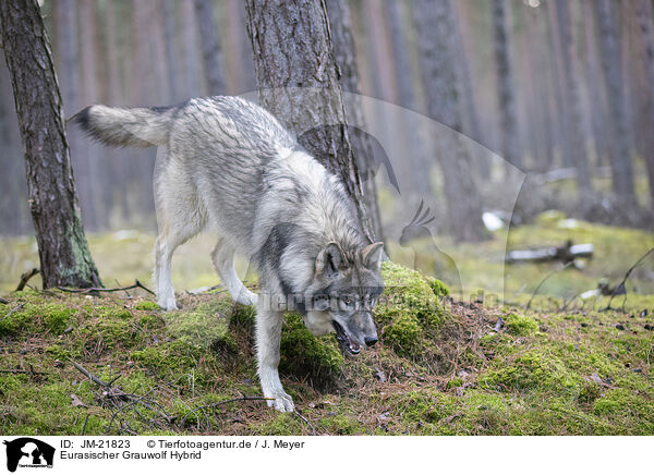 Eurasischer Grauwolf Hybrid / eurasian greywolf hybrid / JM-21823