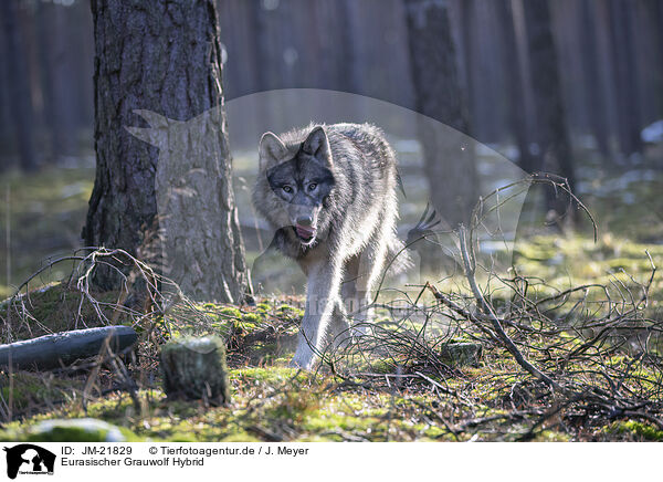 Eurasischer Grauwolf Hybrid / JM-21829