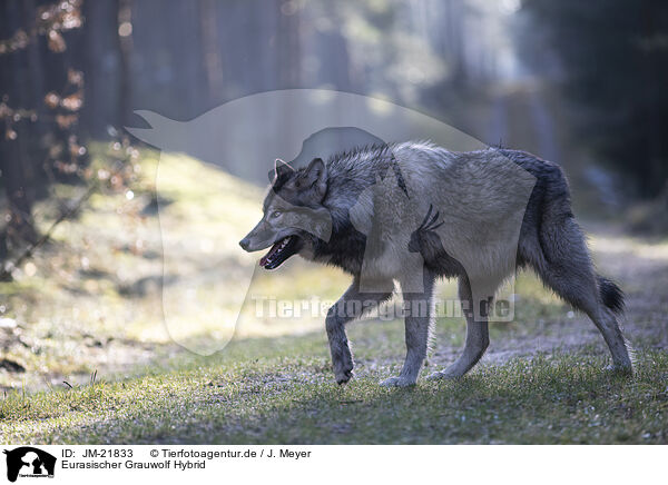 Eurasischer Grauwolf Hybrid / JM-21833