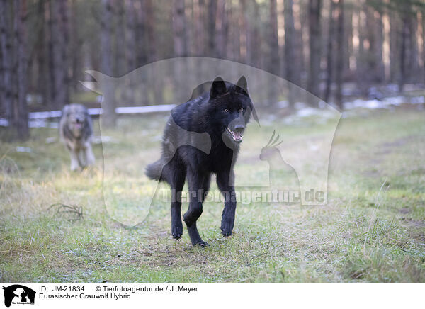 Eurasischer Grauwolf Hybrid / JM-21834