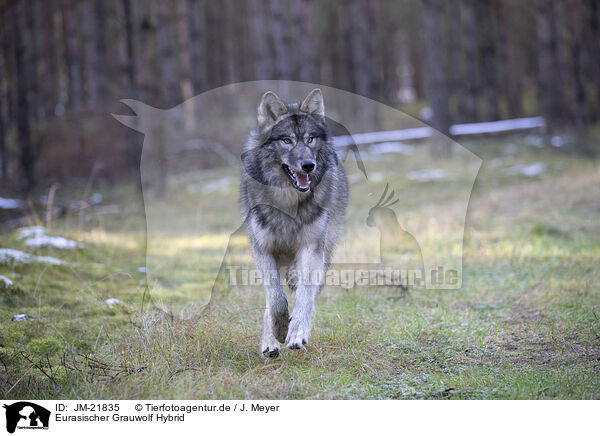 Eurasischer Grauwolf Hybrid / JM-21835