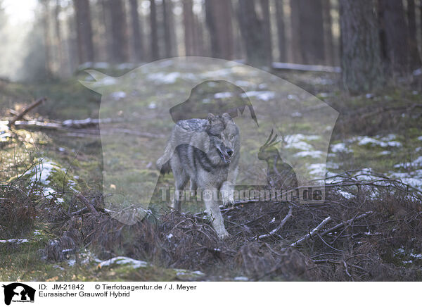 Eurasischer Grauwolf Hybrid / JM-21842