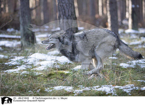 Eurasischer Grauwolf Hybrid / JM-21846