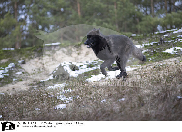 Eurasischer Grauwolf Hybrid / JM-21852