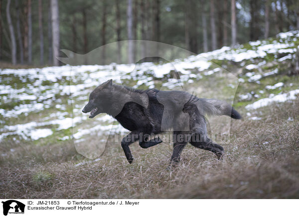 Eurasischer Grauwolf Hybrid / eurasian greywolf hybrid / JM-21853