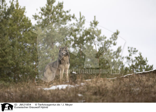 Eurasischer Grauwolf Hybrid / JM-21854