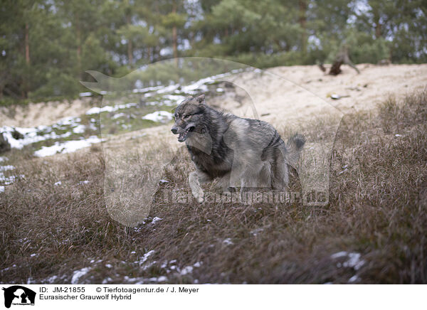 Eurasischer Grauwolf Hybrid / JM-21855