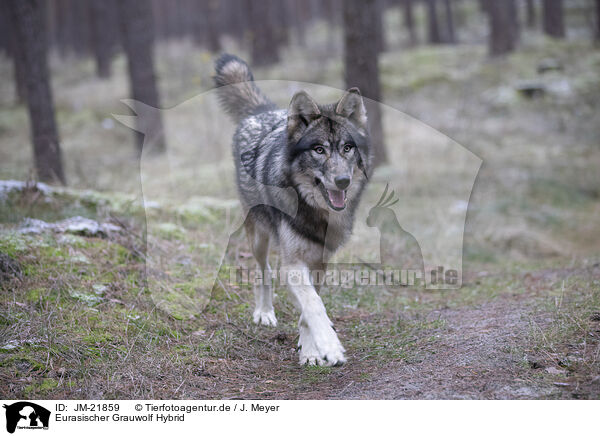 Eurasischer Grauwolf Hybrid / JM-21859