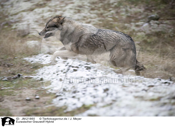 Eurasischer Grauwolf Hybrid / JM-21860