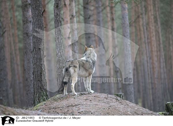 Eurasischer Grauwolf Hybrid / JM-21863