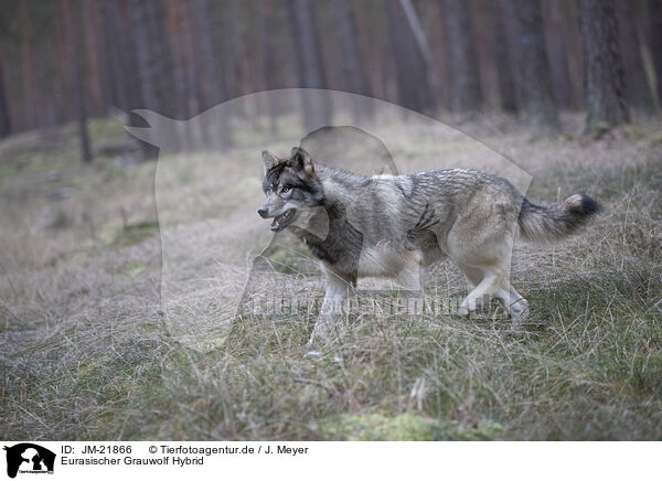 Eurasischer Grauwolf Hybrid / eurasian greywolf hybrid / JM-21866