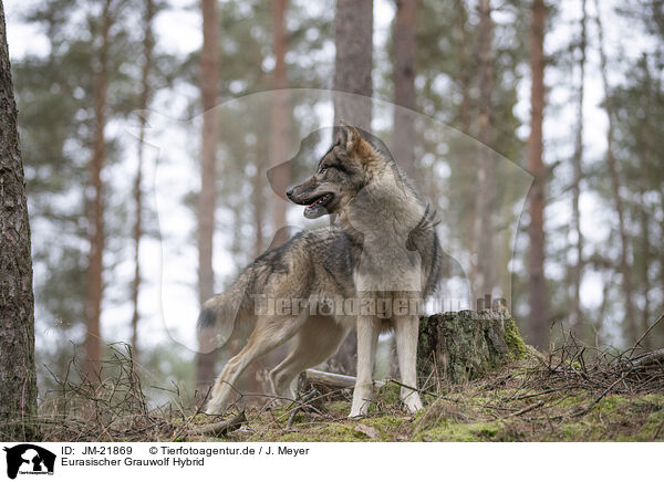 Eurasischer Grauwolf Hybrid / JM-21869